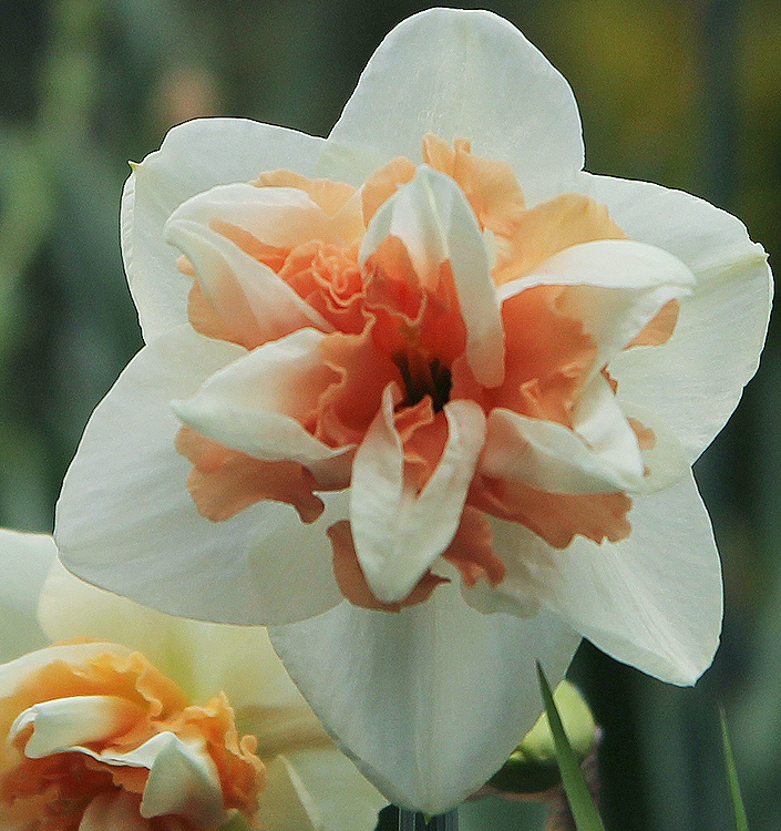Narcissus - Div. 04 (doppi) DELNASHAUGH 4 W-P