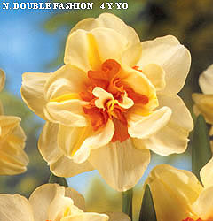 Narcissus - Div. 04 (doppi) DOUBLE FASHION 4 Y-YO