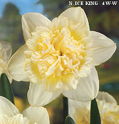 Narcissus - Div. 04 (doppi) ICE KING 4 W-W
