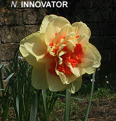 Narcissus - Div. 04 (doppi) INNOVATOR 4 Y-O