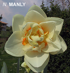 Narcissus - Div. 04 (doppi) MANLY 4 Y-O