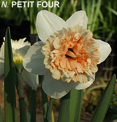 Narcissus - Div. 04 (doppi) PETIT FOUR 4 W-WP