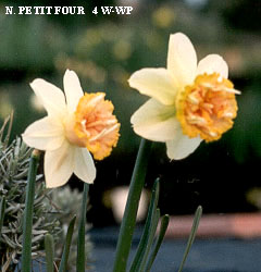 Narcissus - Div. 04 (doppi) PETIT FOUR 4 W-WP