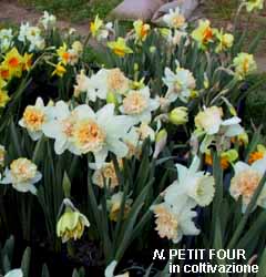 Narcissus - Div. 04 (doppi) PETIT FOUR 4 W-WP
