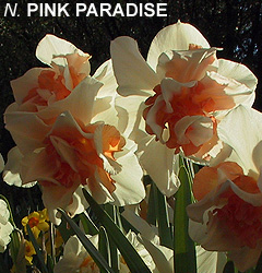 Narcissus - Div. 04 (doppi) PINK PARADISE 4 W-WP