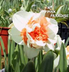 Narcissus - Div. 04 (doppi) PINK PARADISE 4 W-WP