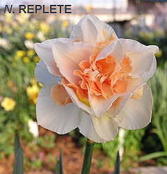 Narcissus - Div. 04 (doppi) REPLETE 4 W-P