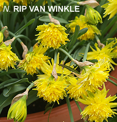 Narcissus - Div. 04 (doppi) RIP VAN WINKLE 4 Y-Y