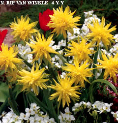 Narcissus - Div. 04 (doppi) RIP VAN WINKLE 4 Y-Y