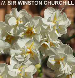 Narcissus - Div. 04 (doppi) SIR WINSTON CHURCHILL 4 W-WO