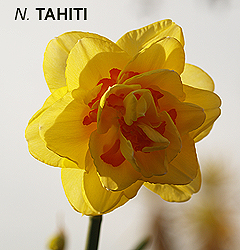 Narcissus - Div. 04 (doppi) TAHITI 4 Y-R