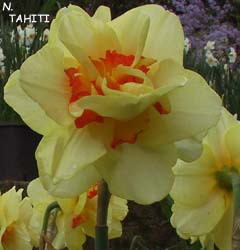 Narcissus - Div. 04 (doppi) TAHITI 4 Y-R