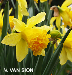 Narcissus - Div. 04 (doppi) VAN SION 4 Y-Y