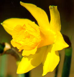 Narcissus - Div. 04 (doppi) VAN SION 4 Y-Y