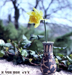 Narcissus - Div. 04 (doppi) VAN SION 4 Y-Y