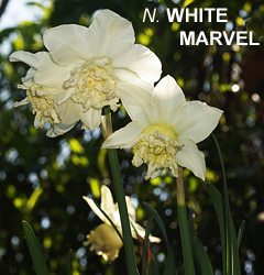 Narcissus - Div. 04 (doppi) WHITE MARVEL 4 W-W