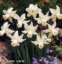 Narcissus - Div. 06 (ciclaminei) JENNY 6 W-W