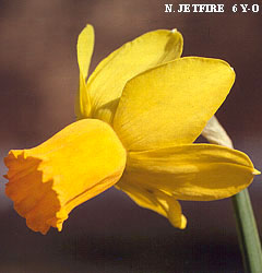 Narcissus - Div. 06 (ciclaminei) JETFIRE 6 Y-O