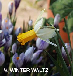Narcissus - Div. 06 (ciclaminei) WINTER WALTZ 6 W-P