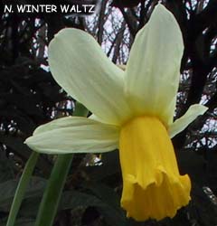 Narcissus - Div. 06 (ciclaminei) WINTER WALTZ 6 W-P