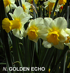 Narcissus - Div. 07 (giunchiglie) GOLDEN ECHO 7 W-Y