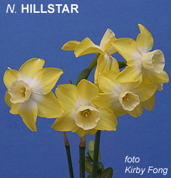 Narcissus - Div. 07 (giunchiglie) HILLSTAR 7 YW-YWW