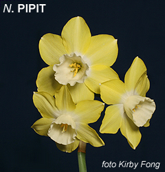 Narcissus - Div. 07 (giunchiglie) PIPIT 7 YYW-W