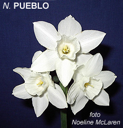 Narcissus - Div. 07 (giunchiglie) PUEBLO 7 W-W