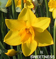 Narcissus - Div. 07 (giunchiglie) SWEETNESS 7 Y-Y