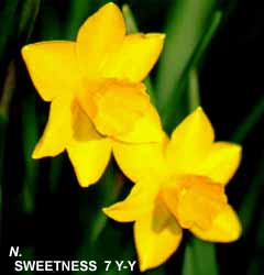 Narcissus - Div. 07 (giunchiglie) SWEETNESS 7 Y-Y