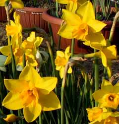 Narcissus - Div. 07 (giunchiglie) SWEETNESS 7 Y-Y