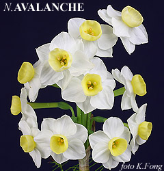 Narcissus - Div. 08 (tazzette) AVALANCHE 8 W-Y