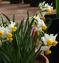 Narcissus - Div. 08 (tazzette) CANALICULATUS 8 W-O