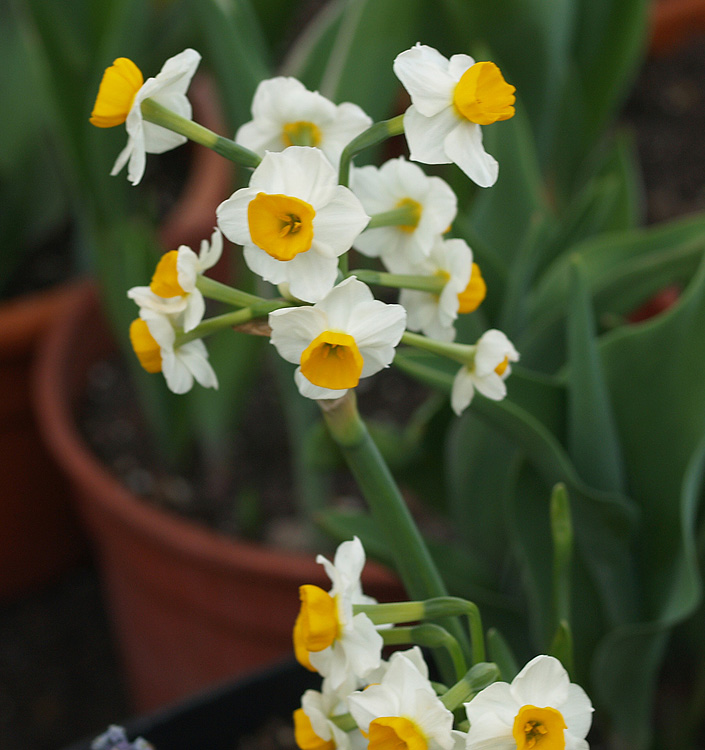 Narcissus - Div. 08 (tazzette) CANALICULATUS 8 W-O