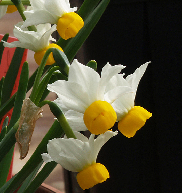 Narcissus - Div. 08 (tazzette) CANALICULATUS 8 W-O