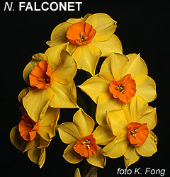 Narcissus - Div. 08 (tazzette) FALCONET 8 Y-R
