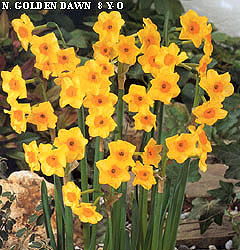 Narcissus - Div. 08 (tazzette) GOLDEN DAWN 8 Y-O