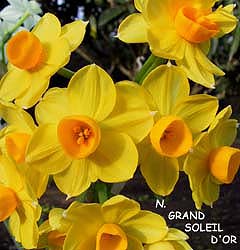Narcissus - Div. 08 (tazzette) GRAND SOLEIL D'OR 8 Y-O