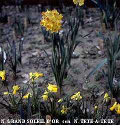 Narcissus - Div. 08 (tazzette) GRAND SOLEIL D'OR 8 Y-O