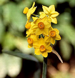 Narcissus - Div. 08 (tazzette) GRAND SOLEIL D'OR 8 Y-O