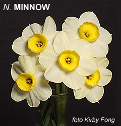 Narcissus - Div. 08 (tazzette) MINNOW 8 Y-Y