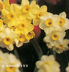 Narcissus - Div. 08 (tazzette) MINNOW 8 Y-Y