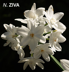 Narcissus - Div. 08 (tazzette) ZIVA 8 W-W