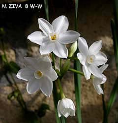 Narcissus - Div. 08 (tazzette) ZIVA 8 W-W