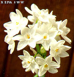 Narcissus - Div. 08 (tazzette) ZIVA 8 W-W