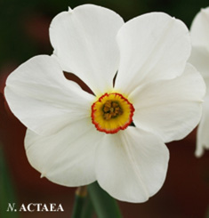Narcissus - Div. 09 (poeti) ACTAEA 9 W-GYR