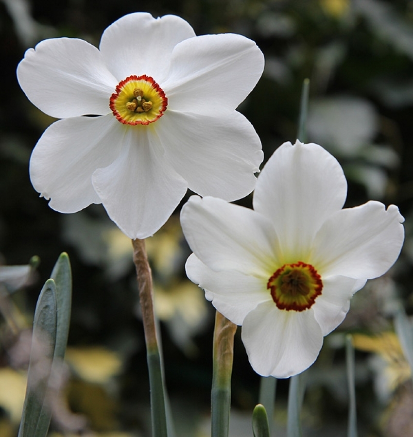Narcissus - Div. 09 (poeti) ACTAEA 9 W-GYR