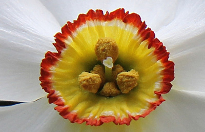 Narcissus - Div. 09 (poeti) ACTAEA 9 W-GYR