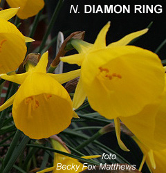 Narcissus - Div. 10 (bulbocodium) DIAMOND RING 10 Y-Y