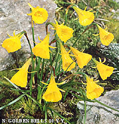 Narcissus - Div. 10 (bulbocodium) GOLDEN BELLS 10 Y-Y